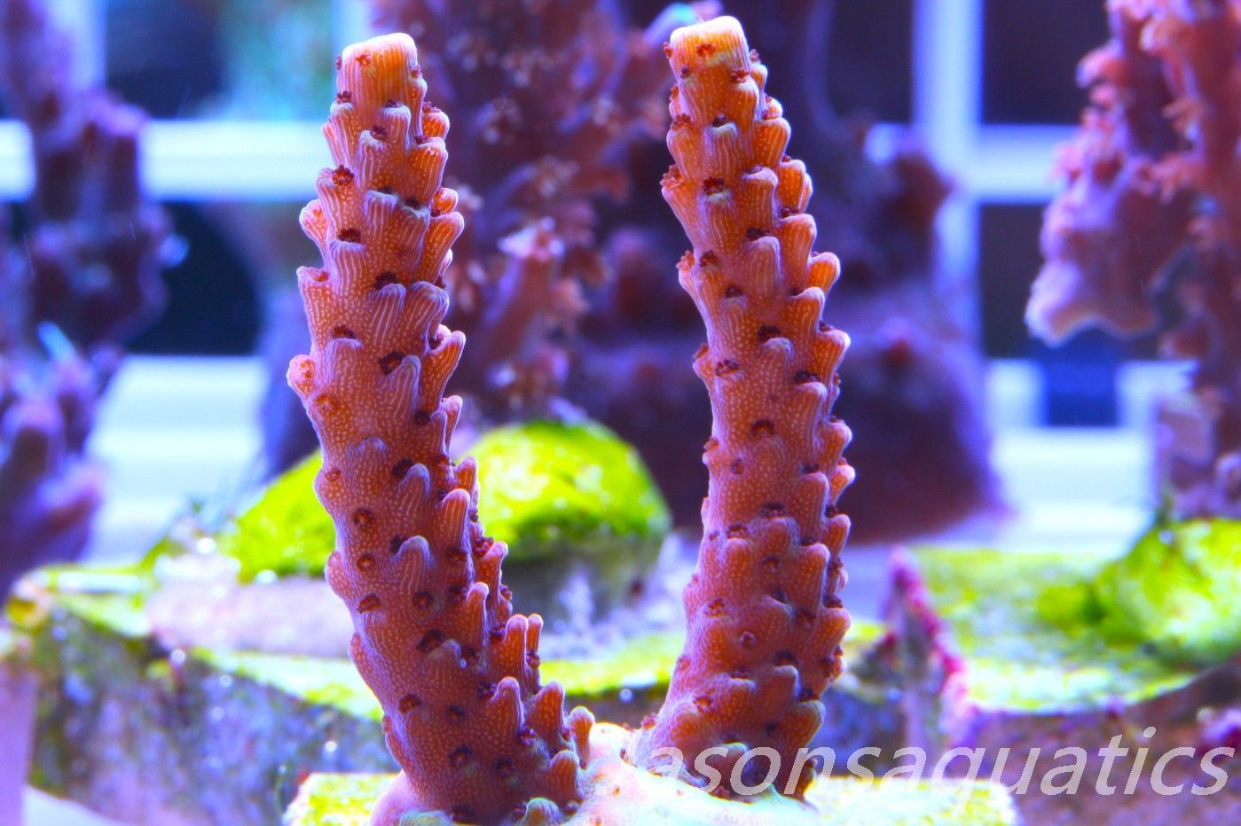 Acropora Bill Berry, AKA Sour Berry Frag D