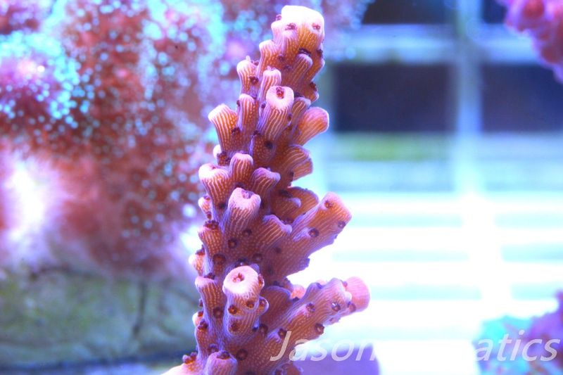 Acropora Bill Berry, AKA Sour Berry Frag E