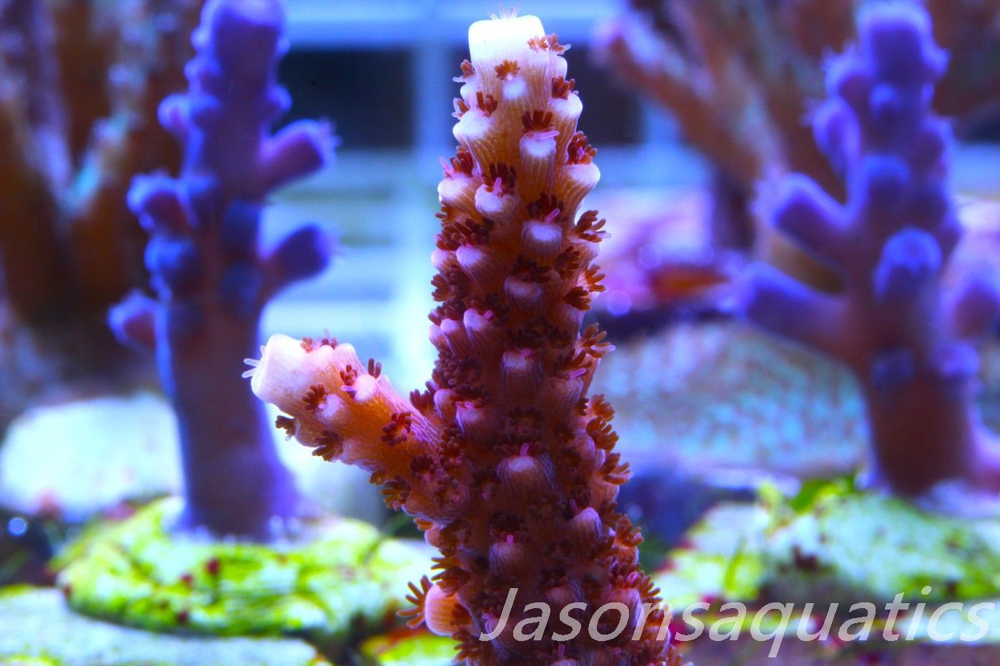 Acropora Bill Berry, AKA Sour Berry Frag E