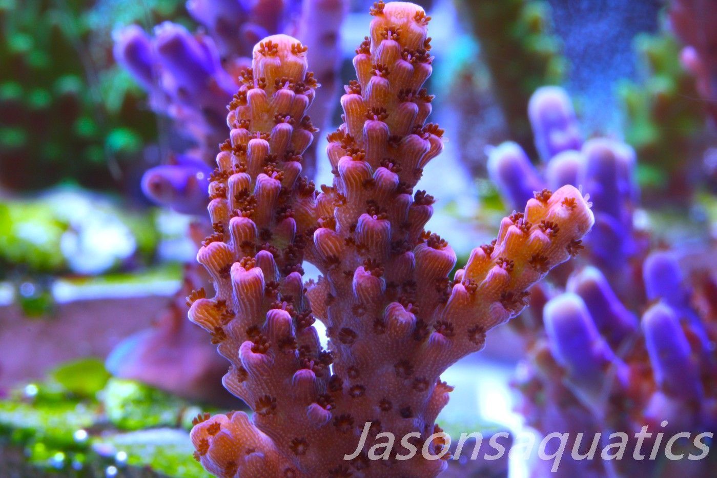Acropora Bill Berry, AKA Sour Berry Frag E
