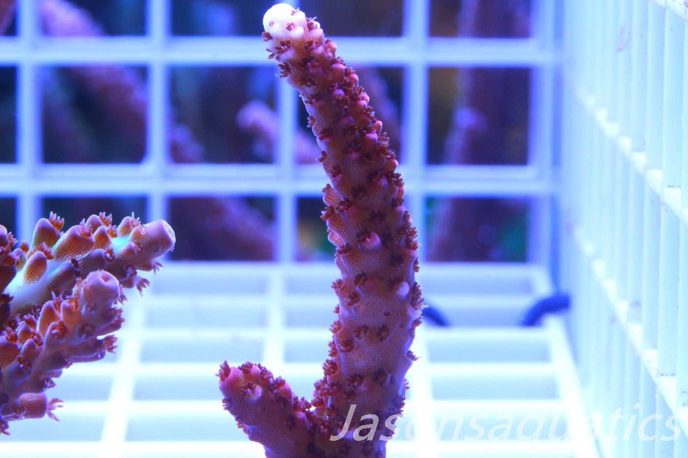 Acropora Bill Berry, AKA Sour Berry Frag E