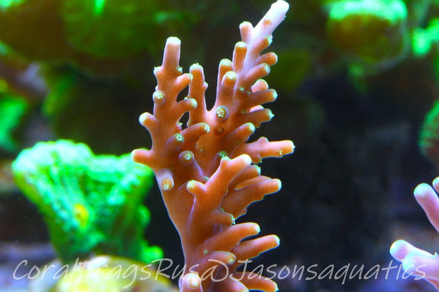 Acropora Carduus, Hurlock Acro Frag B