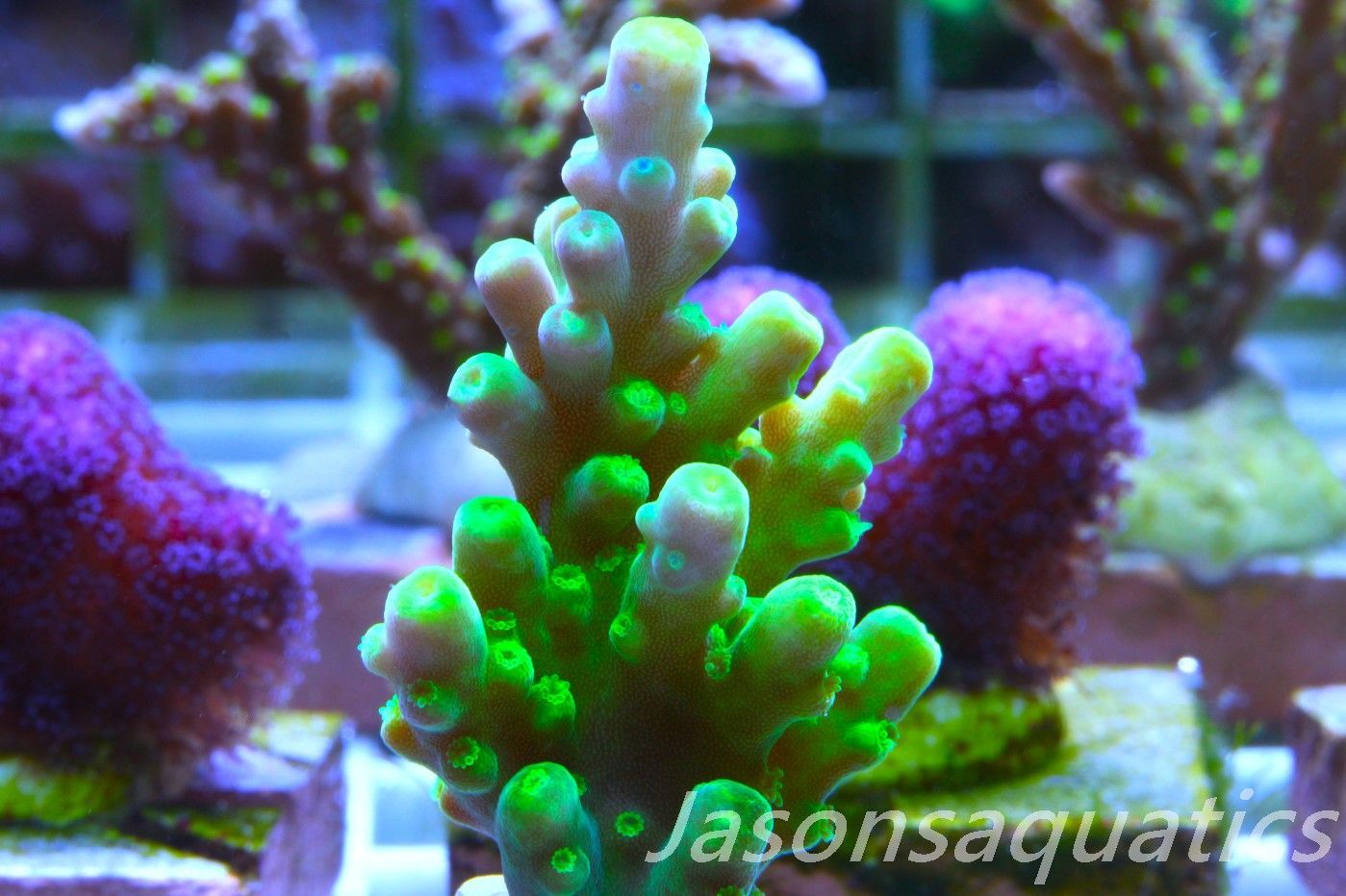 Acropora, Dayglow Green Yellow Tip Frag E