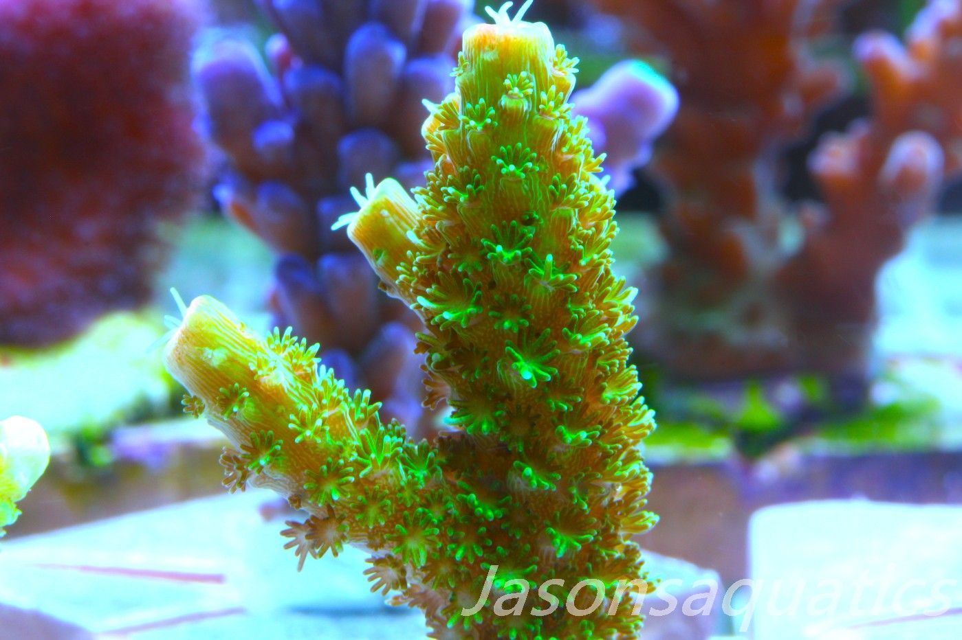 Acropora, Green Bali Slimer Frag D