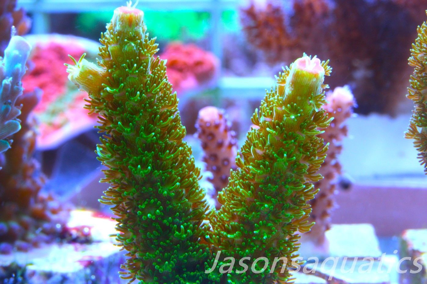 Acropora, Green Bali Slimer Frag D