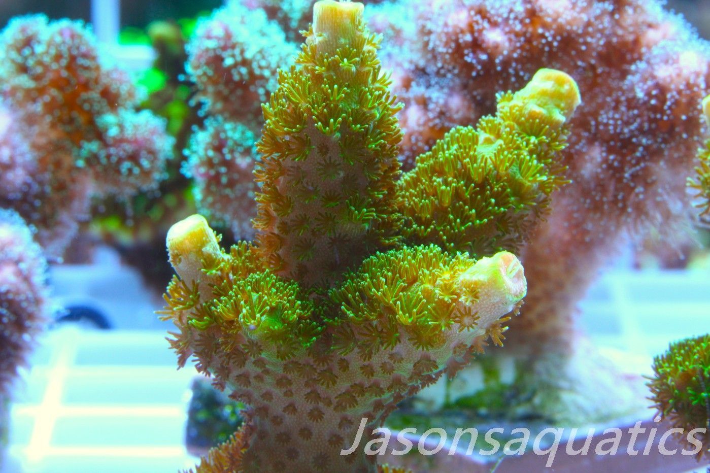 Acropora, Green Bali Slimer Frag D
