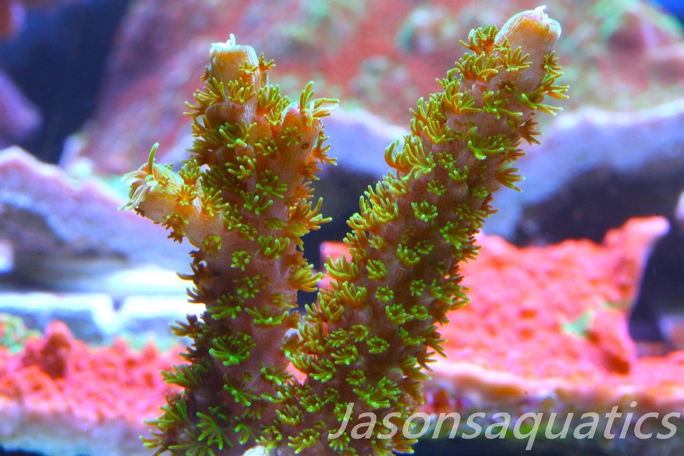 Acropora, Green Bali Slimer Frag D