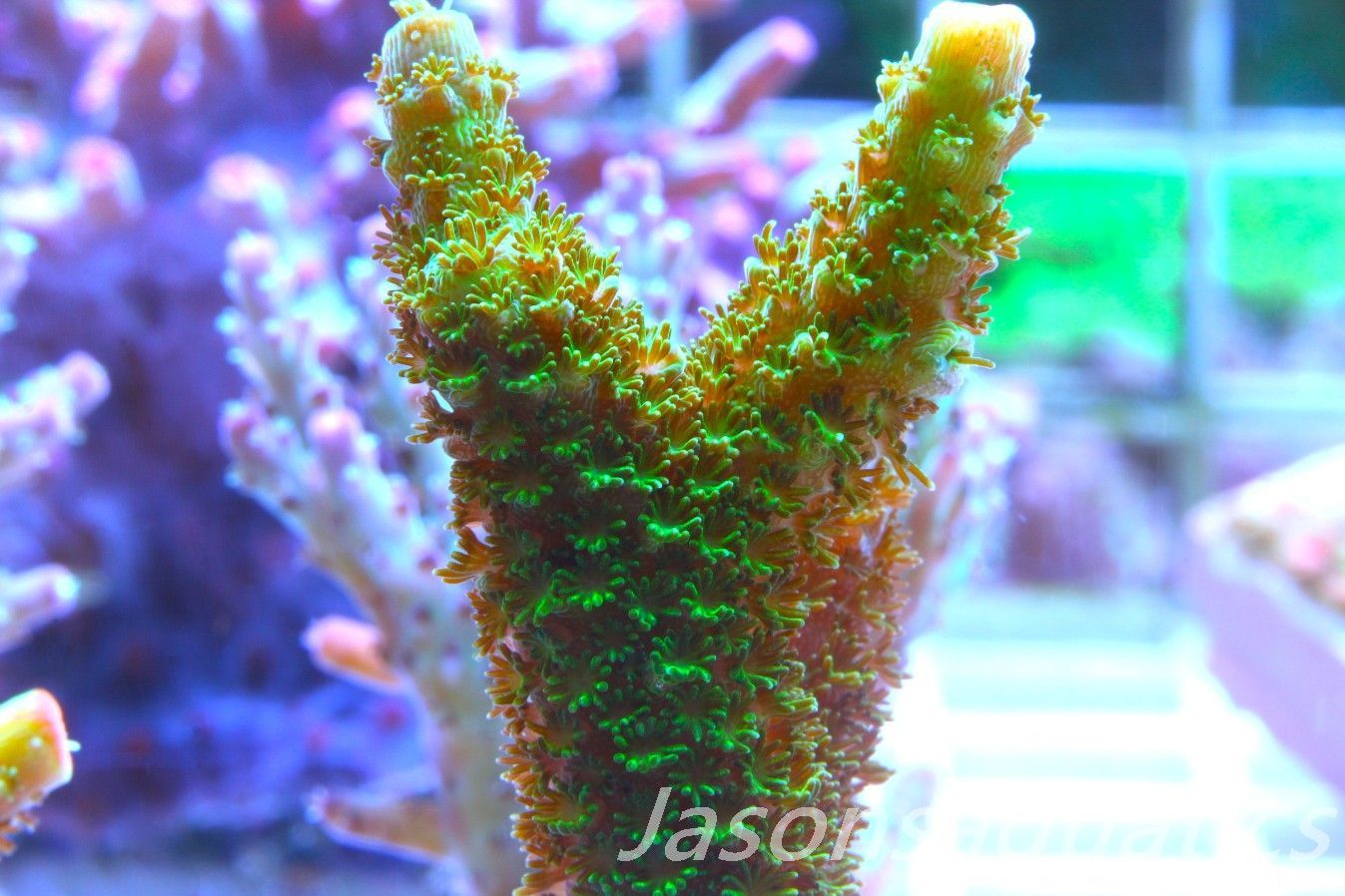 Acropora, Green Bali Slimer Frag E