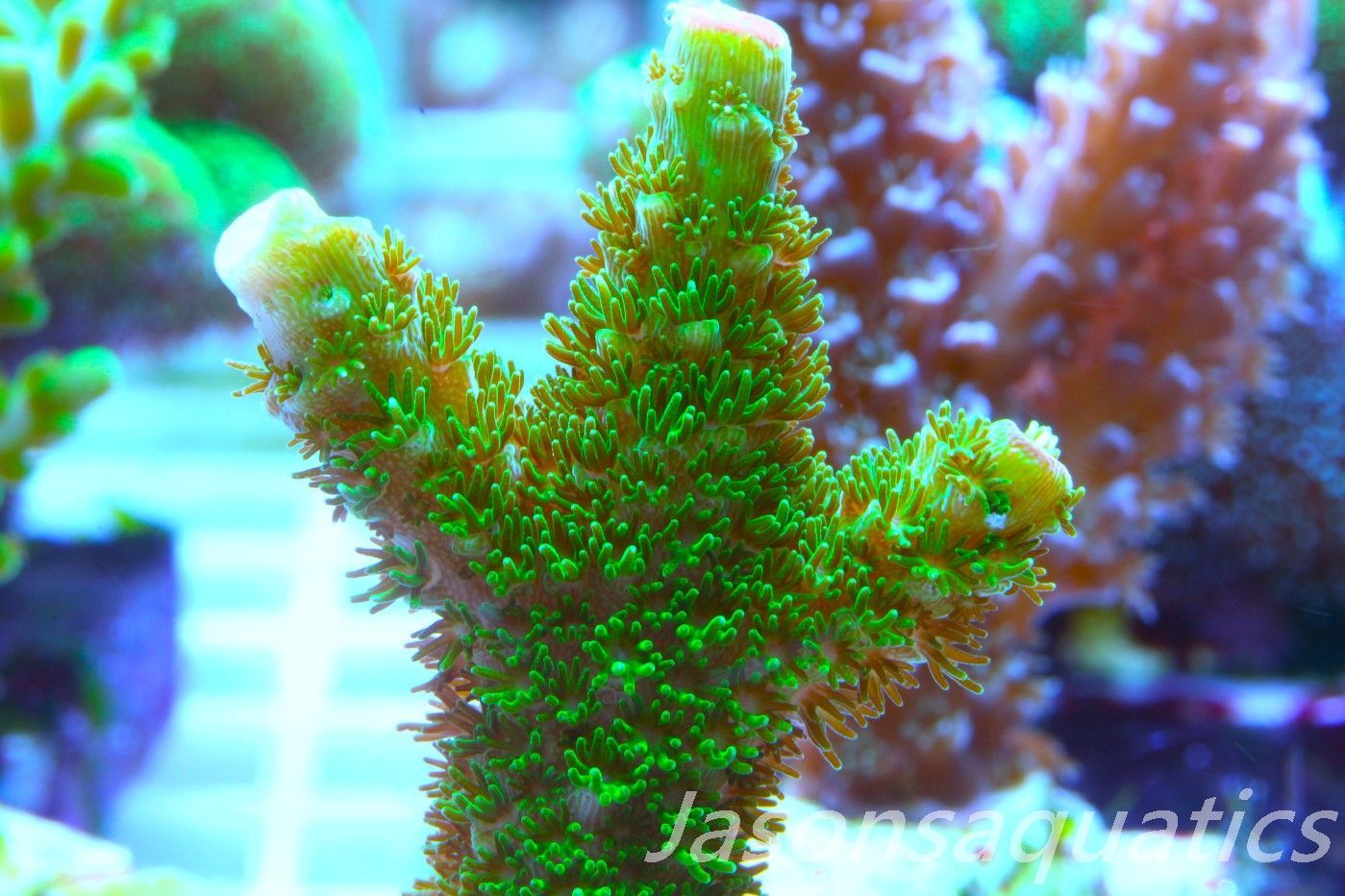 Acropora, Green Bali Slimer Frag E