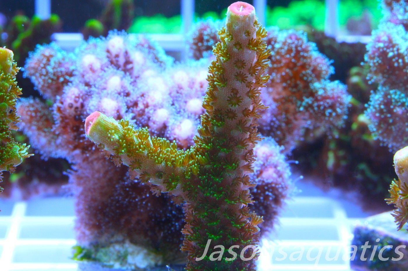 Acropora, Green Bali Slimer Frag E