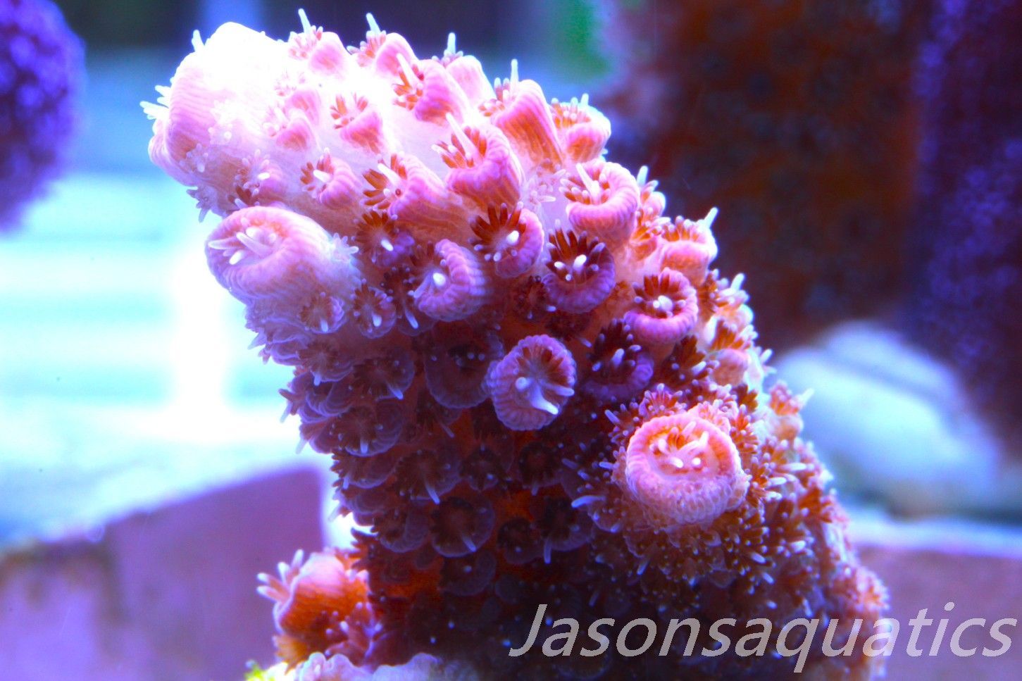 Acropora Hyacinthus, Rainbow Frag C