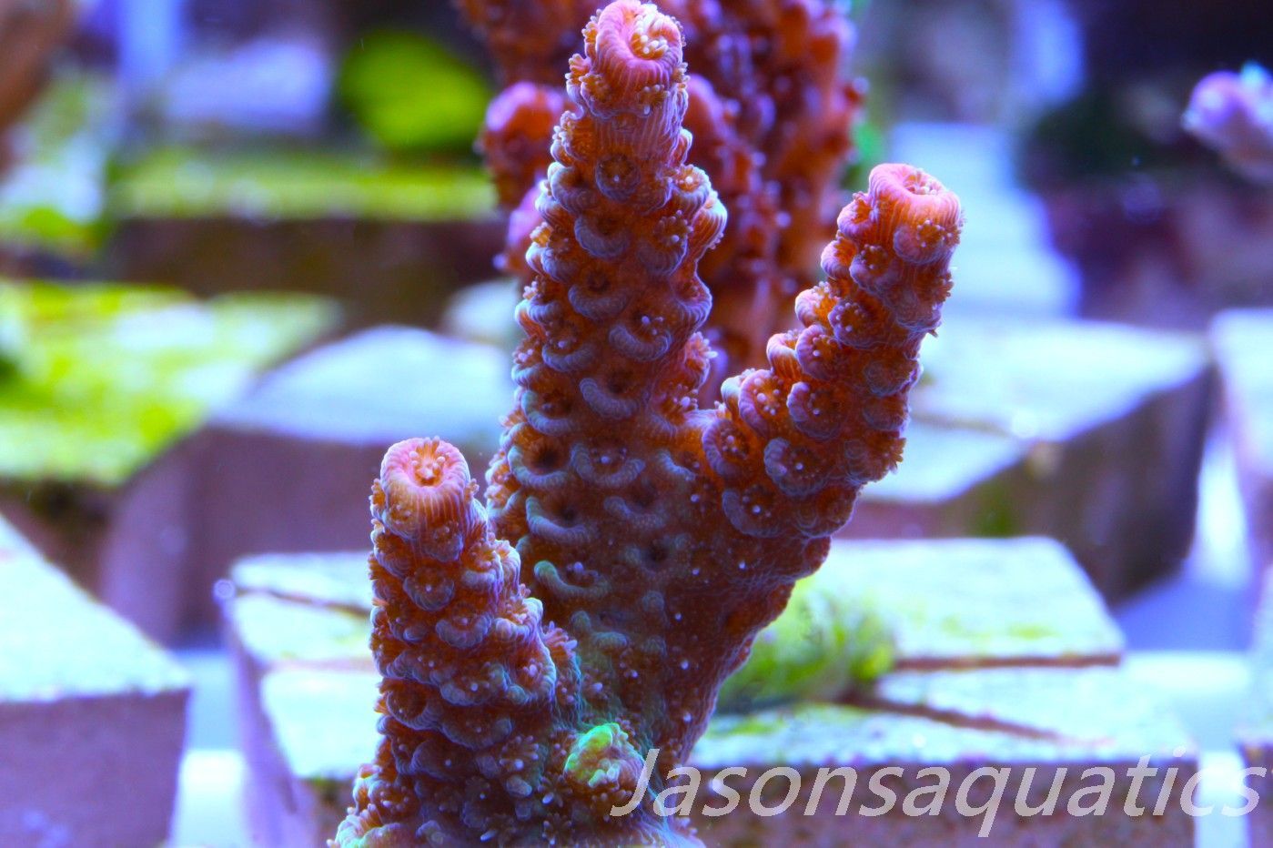 Acropora Hyacinthus, Rainbow Frag C
