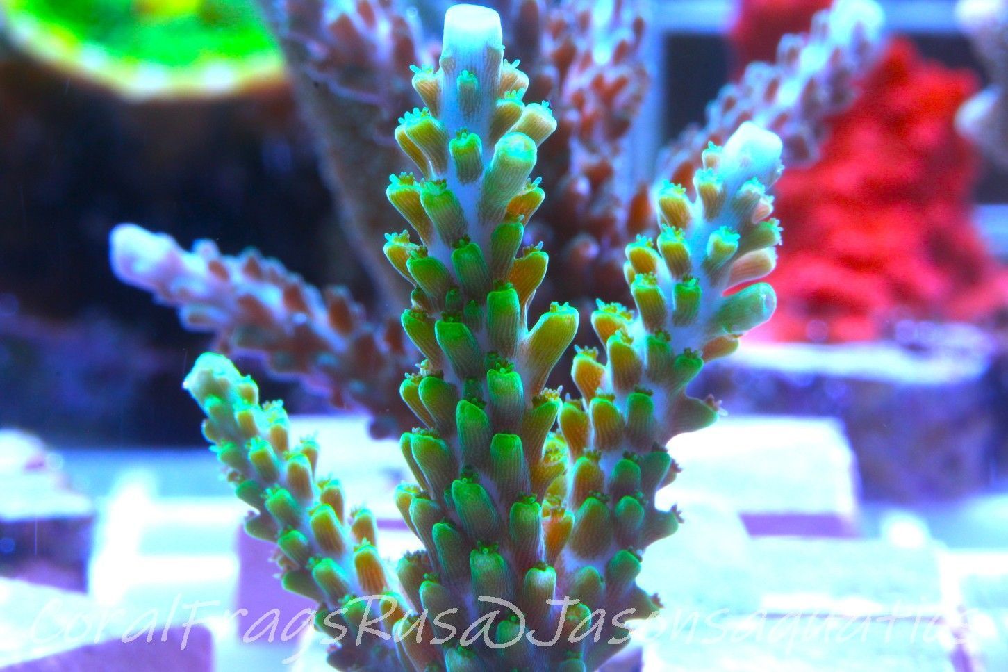 Acropora Lime In the Sky Frag B