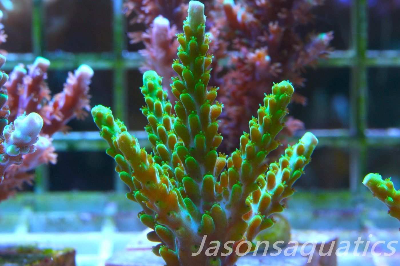 Acropora Lime In the Sky Frag B