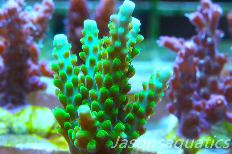 Acropora Lime In the Sky Frag B