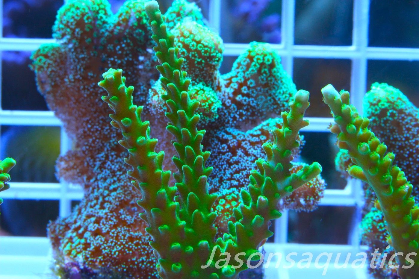 Acropora Lime In the Sky Frag B