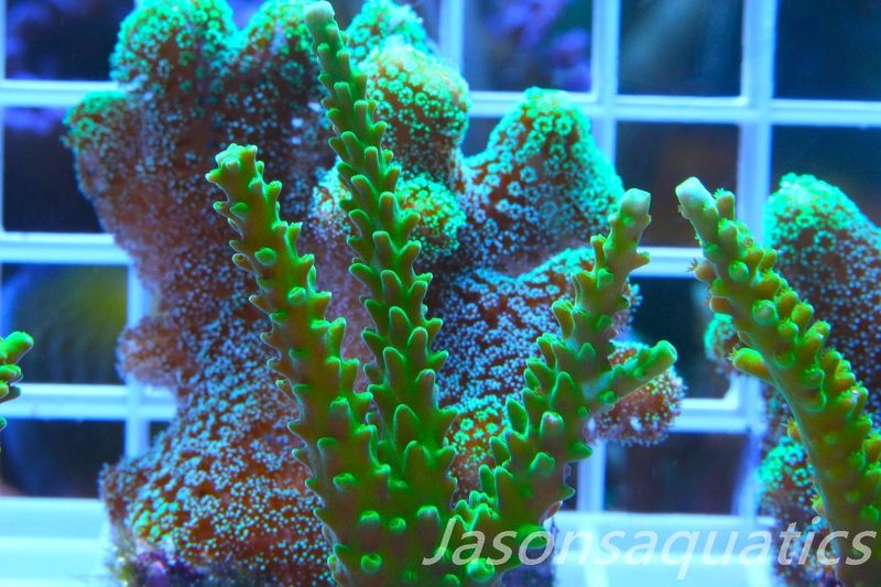 Acropora Lime In the Sky Frag B