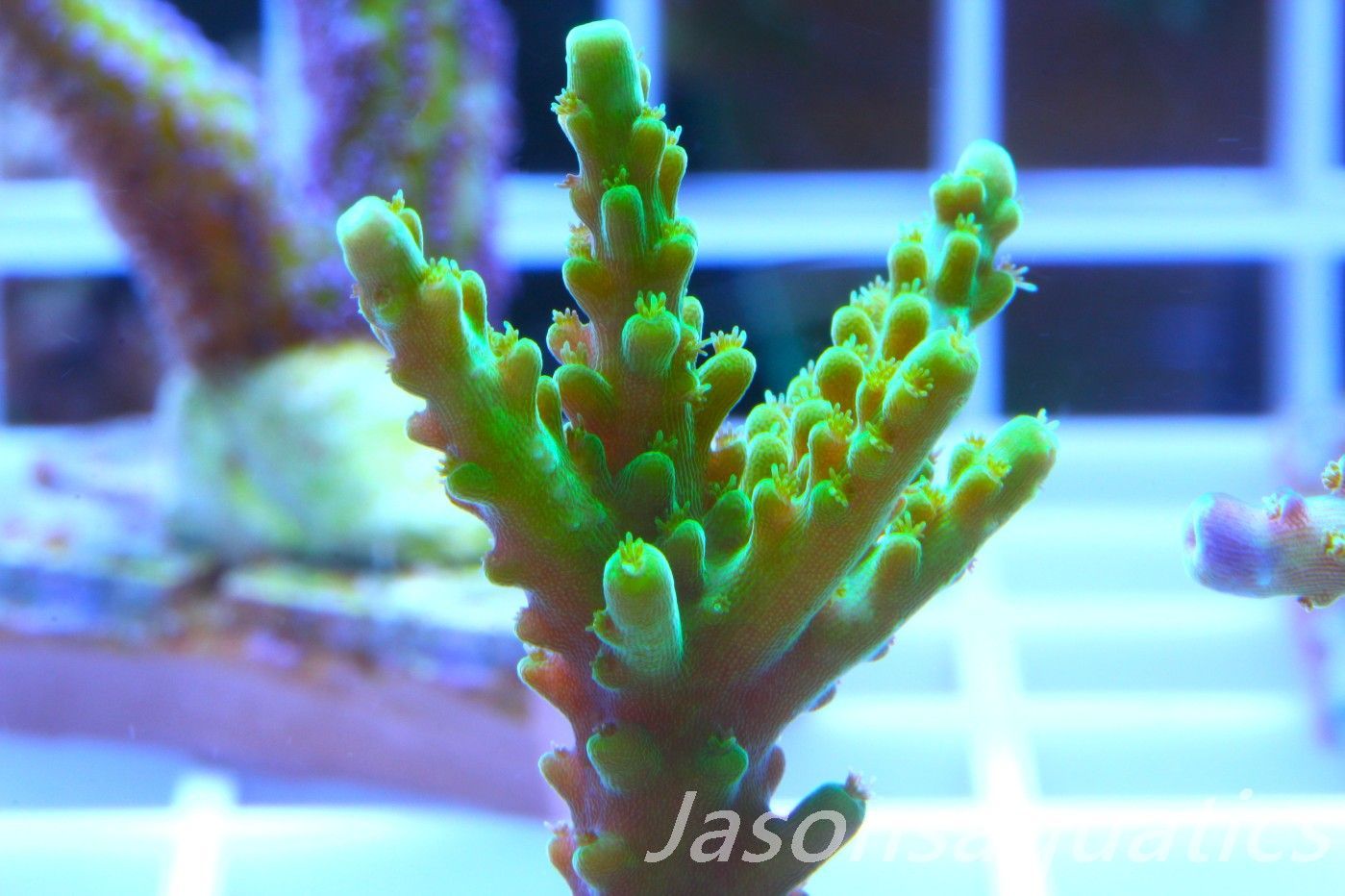 Acropora Lime In the Sky Frag B