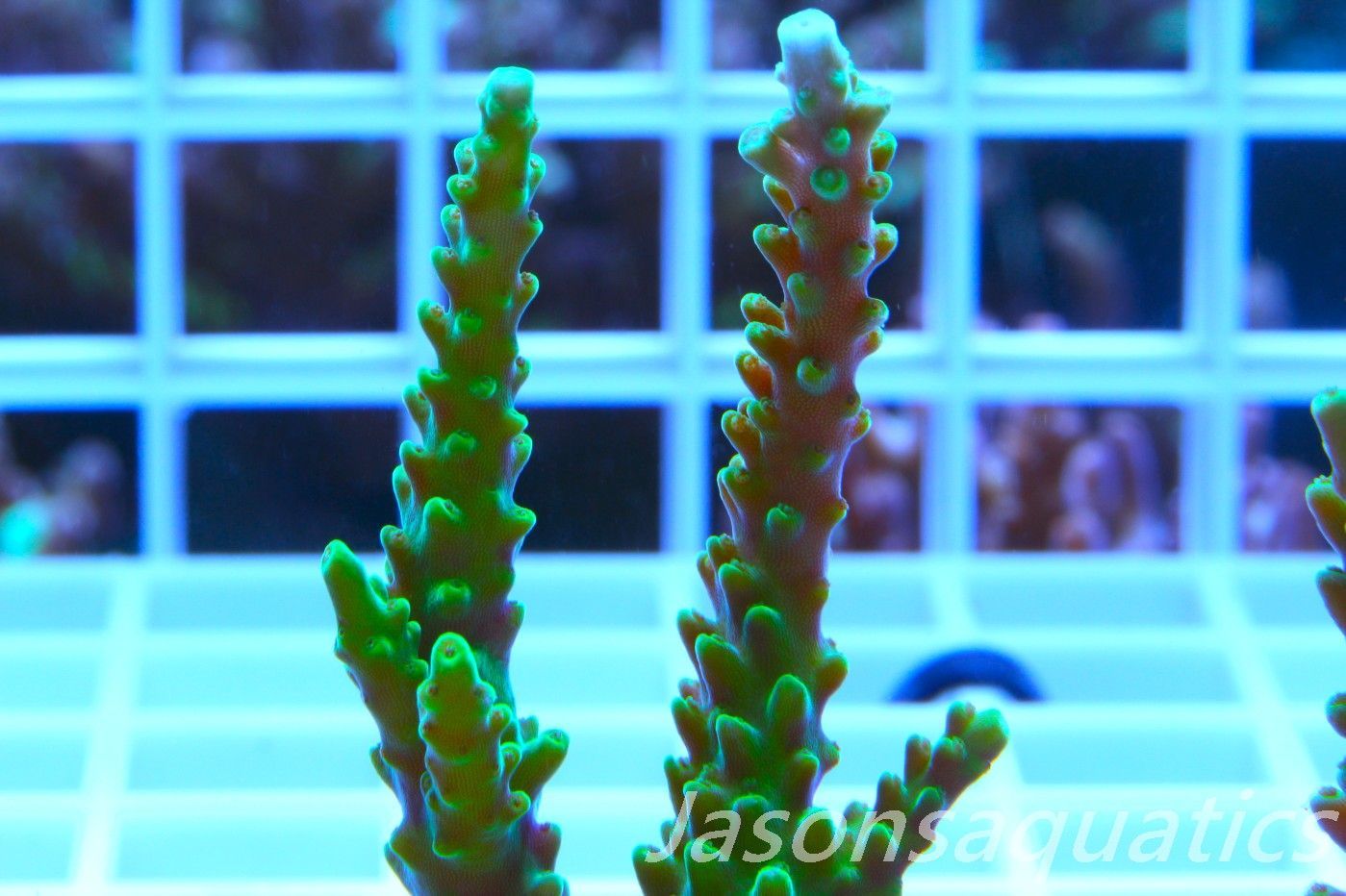 Acropora Lime In the Sky Frag B