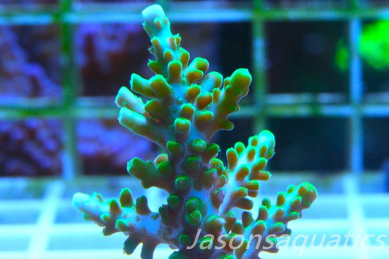 Acropora Lime In the Sky Frag E