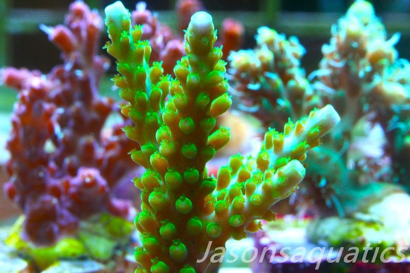 Acropora Lime In the Sky Frag E
