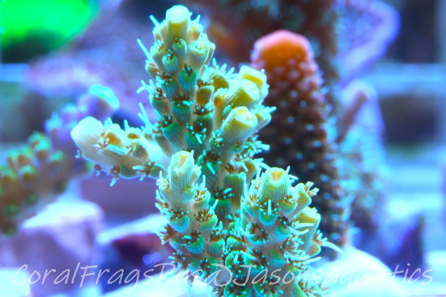 Acropora Microclados Morph Frag C