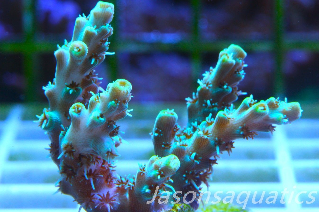 Acropora Microclados Morph Frag C