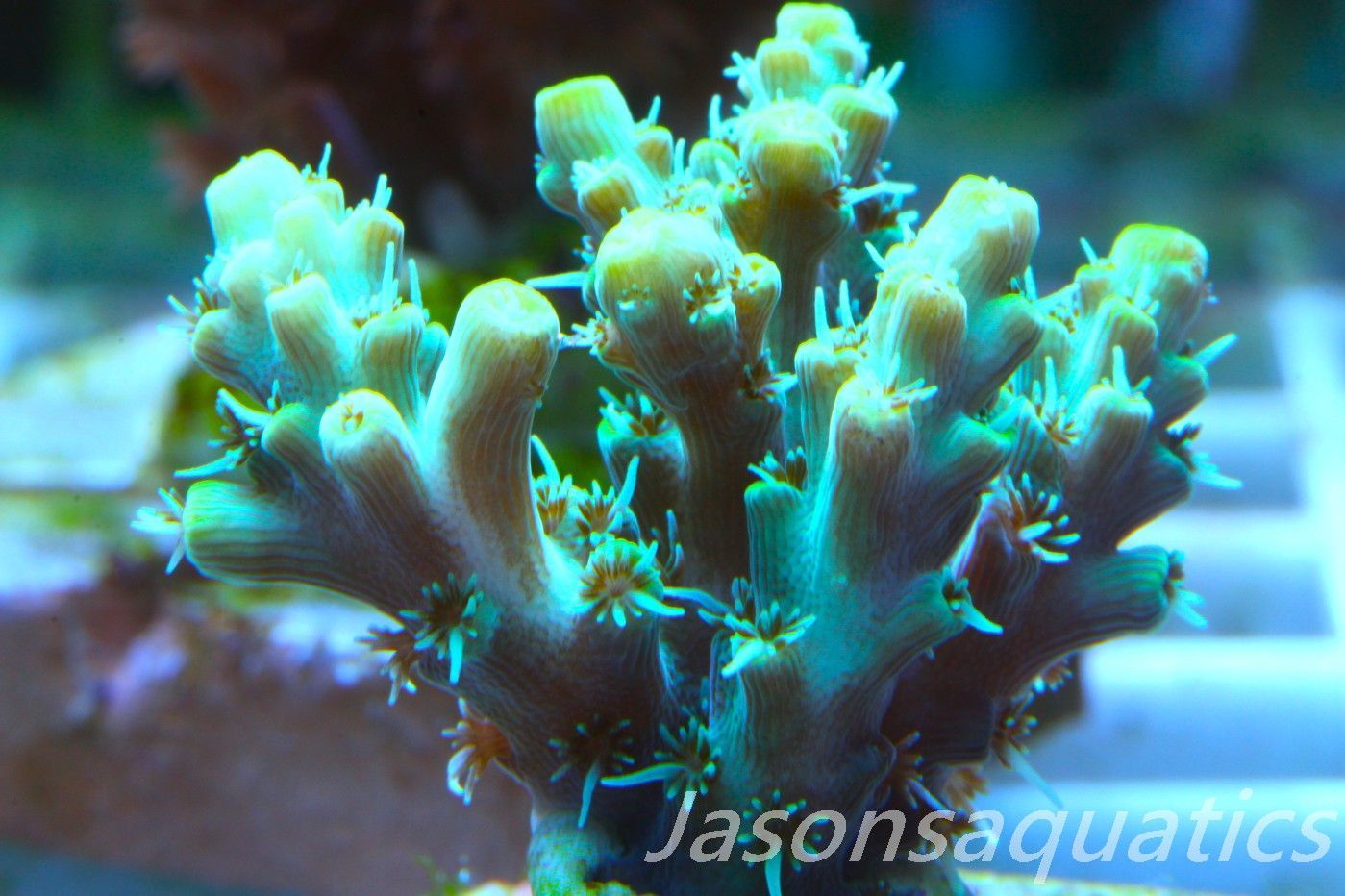 Acropora Microclados Morph Frag C Acropora Microclados Morph Frag C