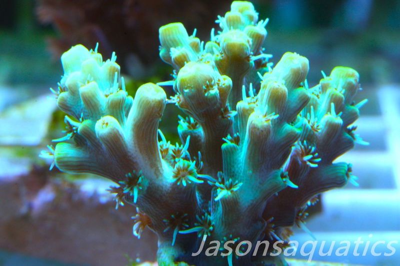 Acropora Microclados Morph Frag C