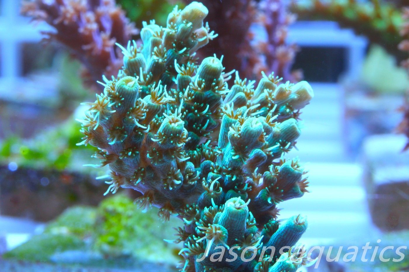 Acropora Microclados Morph Frag C