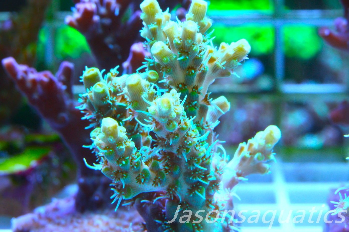 Acropora Microclados Morph Frag D