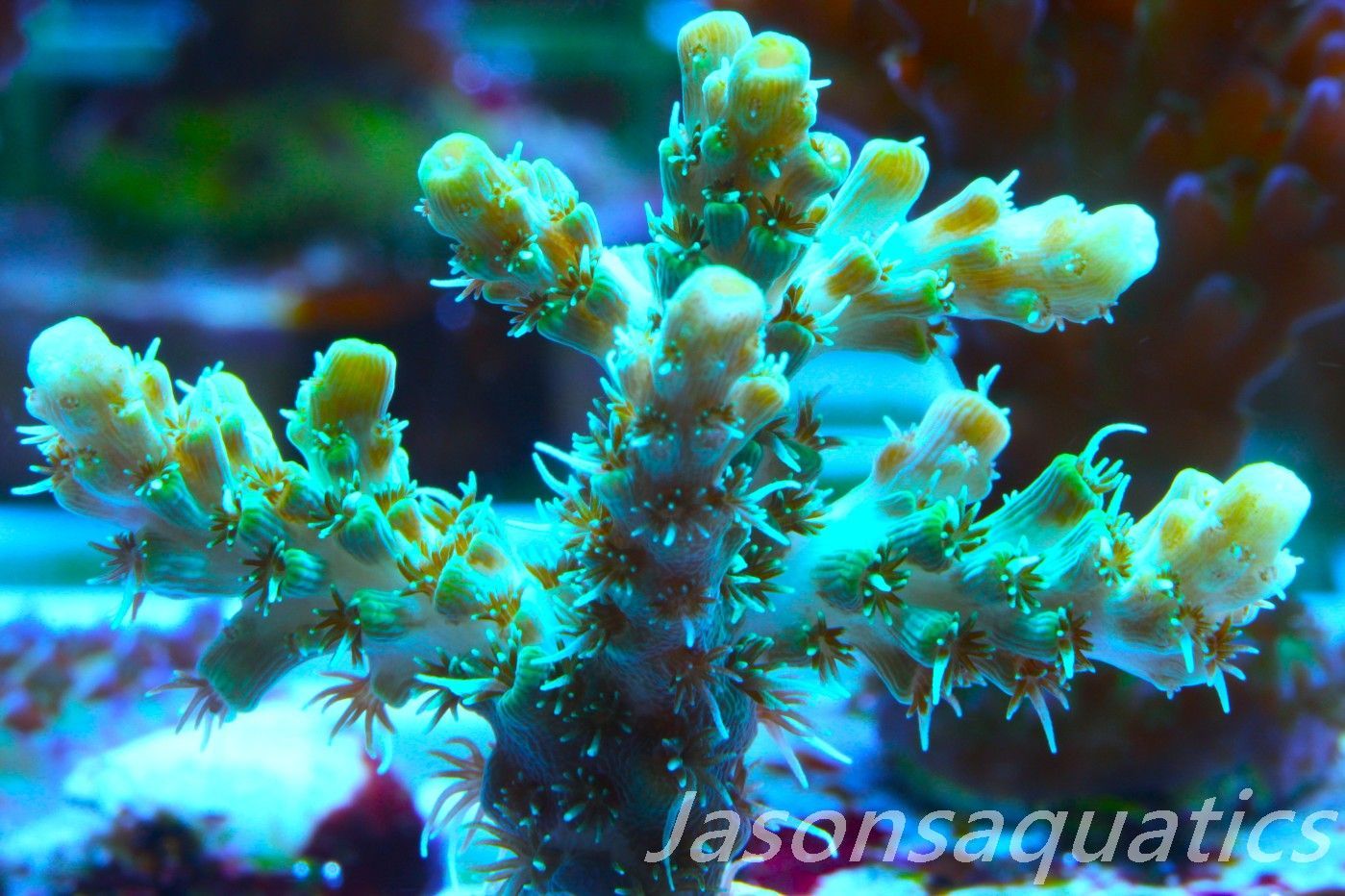 Acropora Microclados Morph Frag D Acropora Microclados Morph Frag D