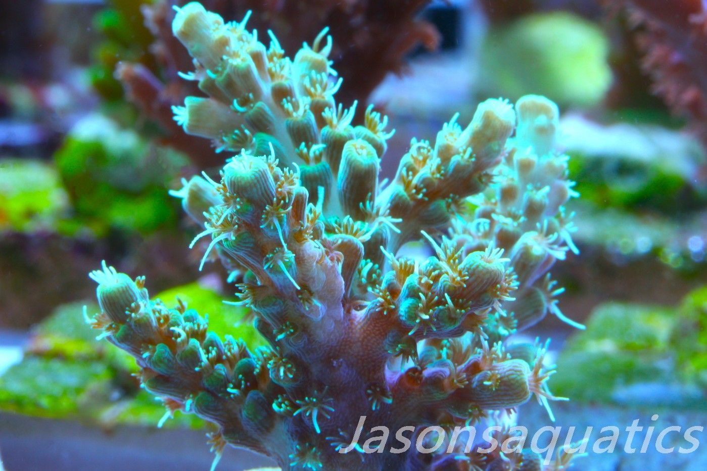 Acropora Microclados Morph Frag D Acropora Microclados Morph Frag D