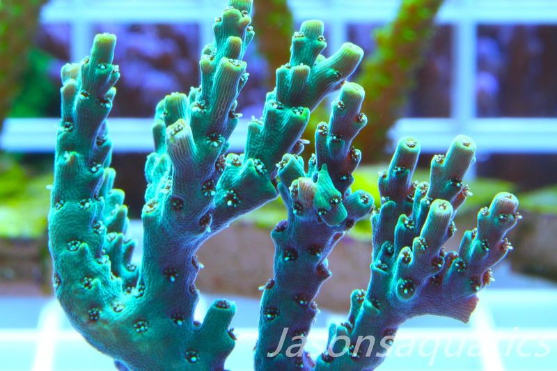 Acropora Microclados Morph Frag D