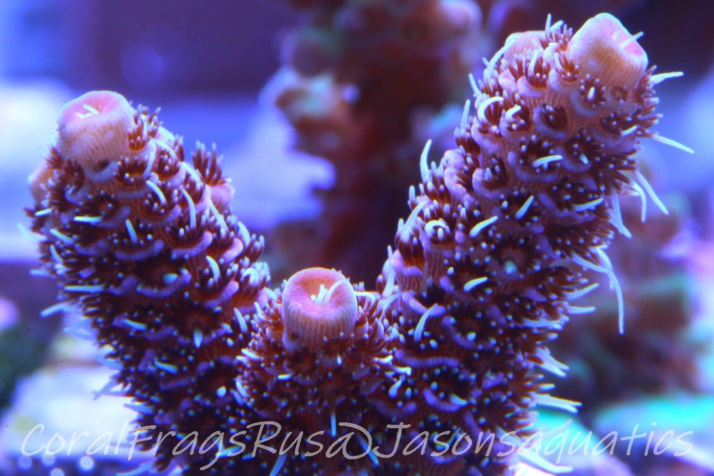 Acropora Millipora (Australian) Frag B Acropora Millipora (Australian) Frag B