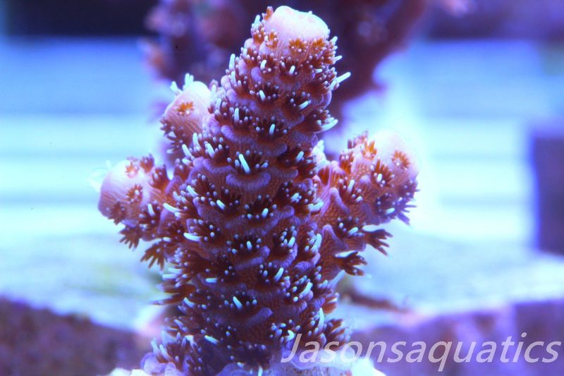 ​Acropora Millipora (Australian) Frag B