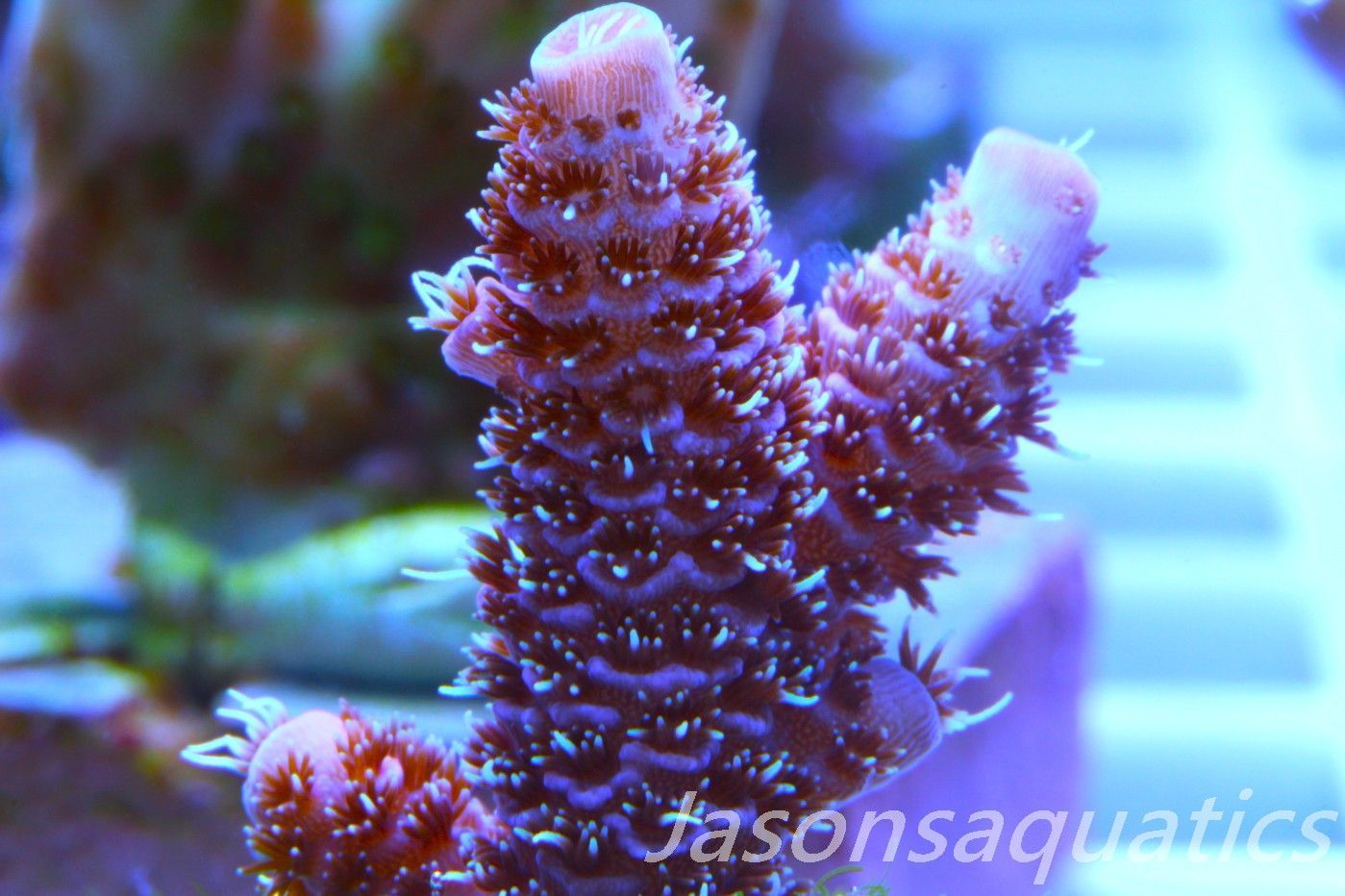 Acropora Millipora (Australian) Frag B Acropora Millipora (Australian) Frag B
