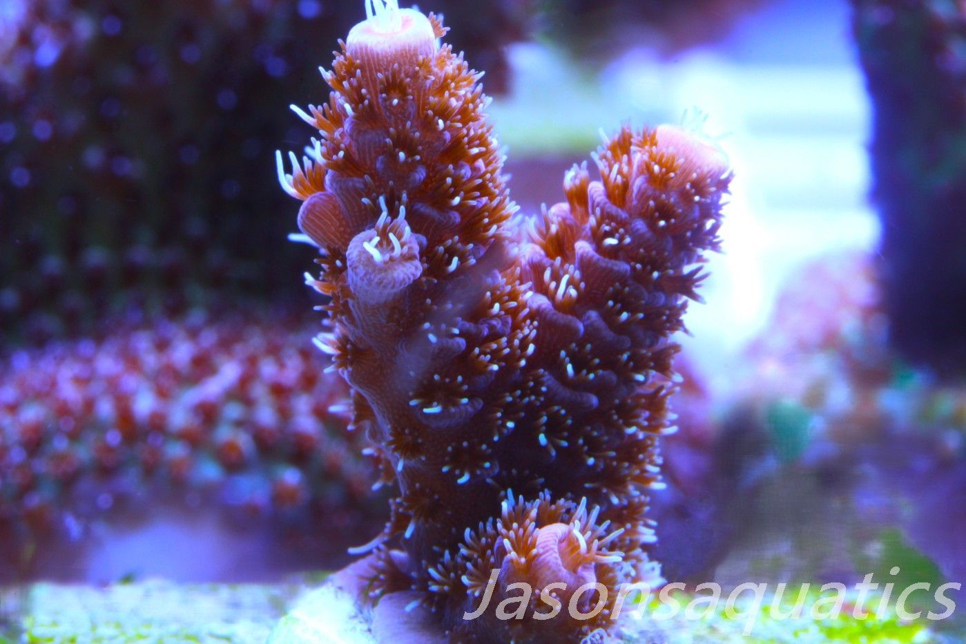 Acropora Millipora (Australian) Frag B Acropora Millipora (Australian) Frag B
