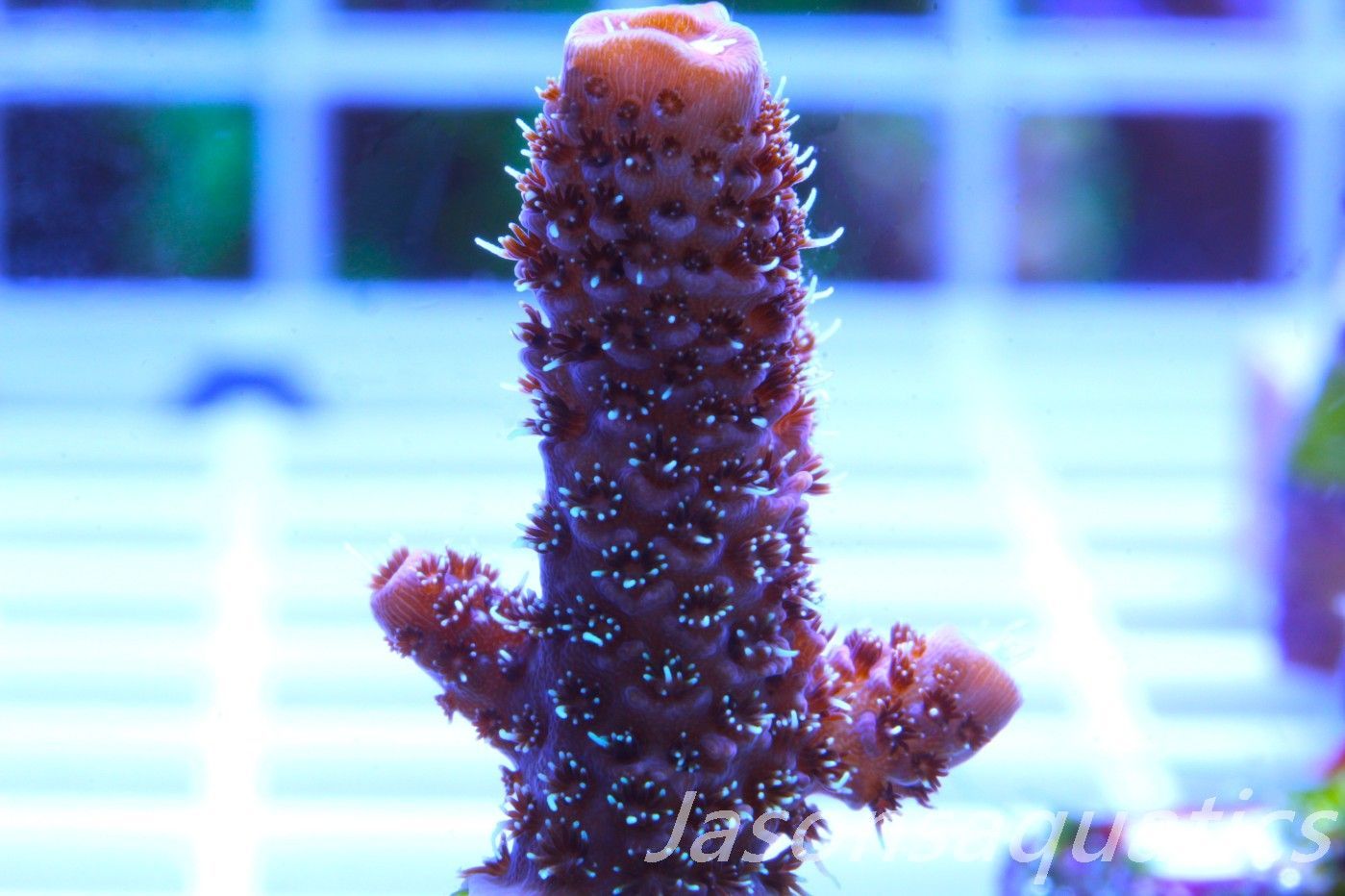 Acropora Millipora (Australian) Frag B Acropora Millipora (Australian) Frag B