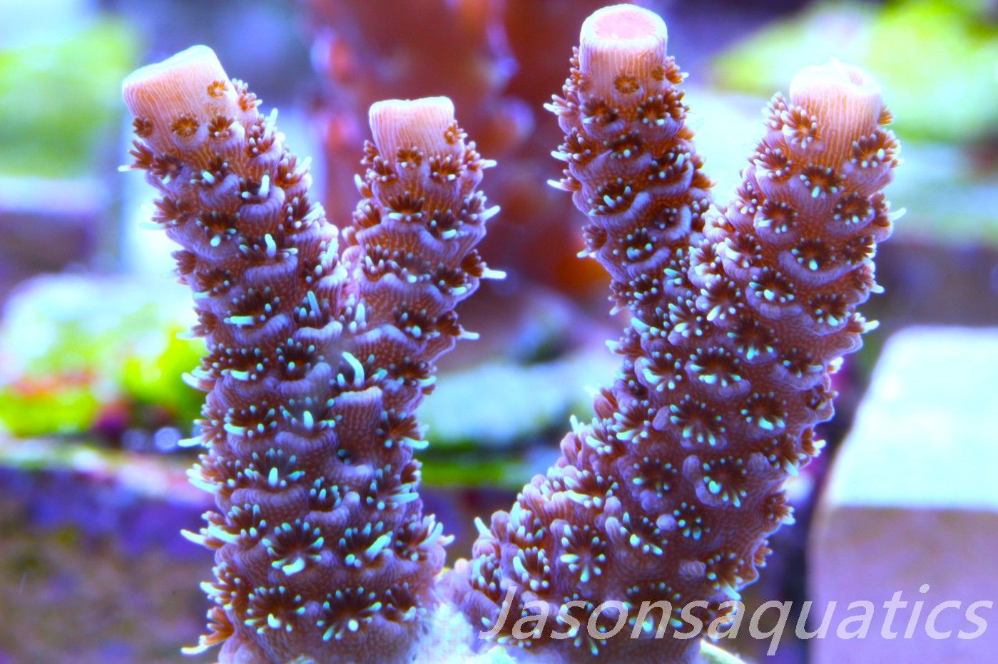 Acropora Millipora (Australian) Frag B Acropora Millipora (Australian) Frag B