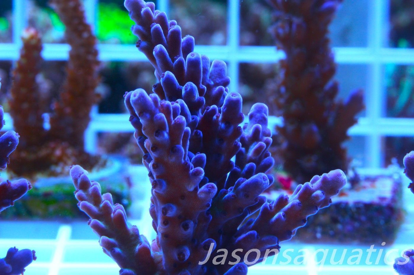 Acropora, Miyagi Tort Frag D Acropora, Miyagi Tort Frag D
