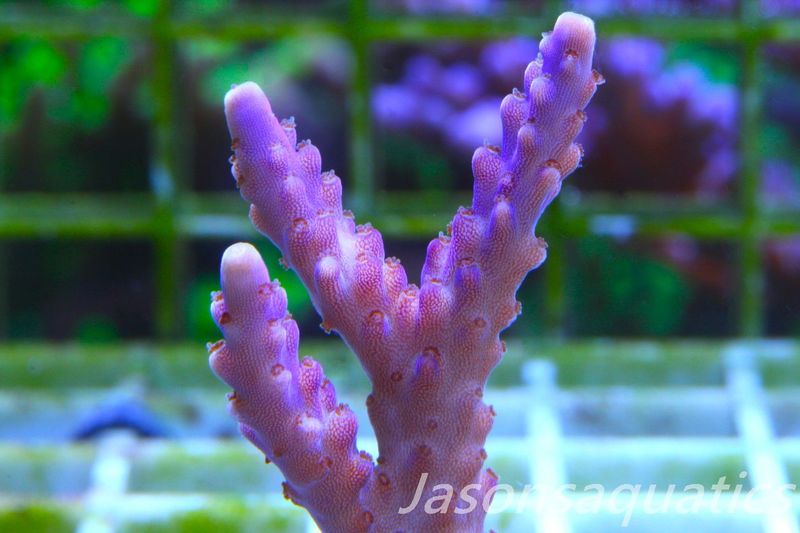 Acropora Nana, Deep Purple Acro Frag B