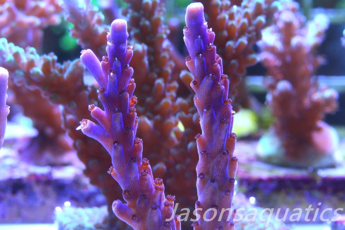 Acropora Nana, Deep Purple Acro Frag B Acropora Nana, Deep Purple Acro Frag B
