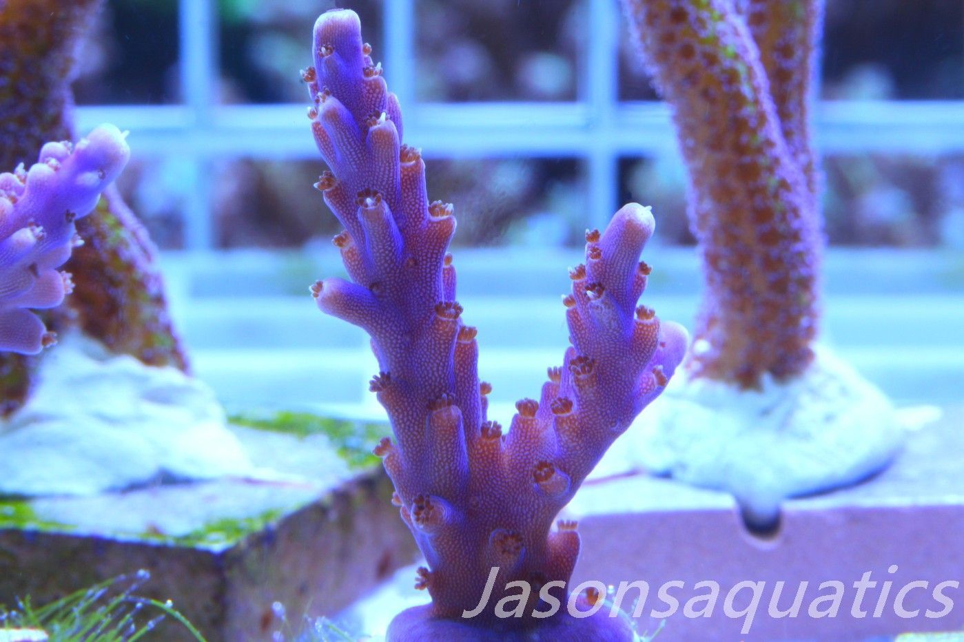 Acropora Nana, Deep Purple Acro Frag B Acropora Nana, Deep Purple Acro Frag B