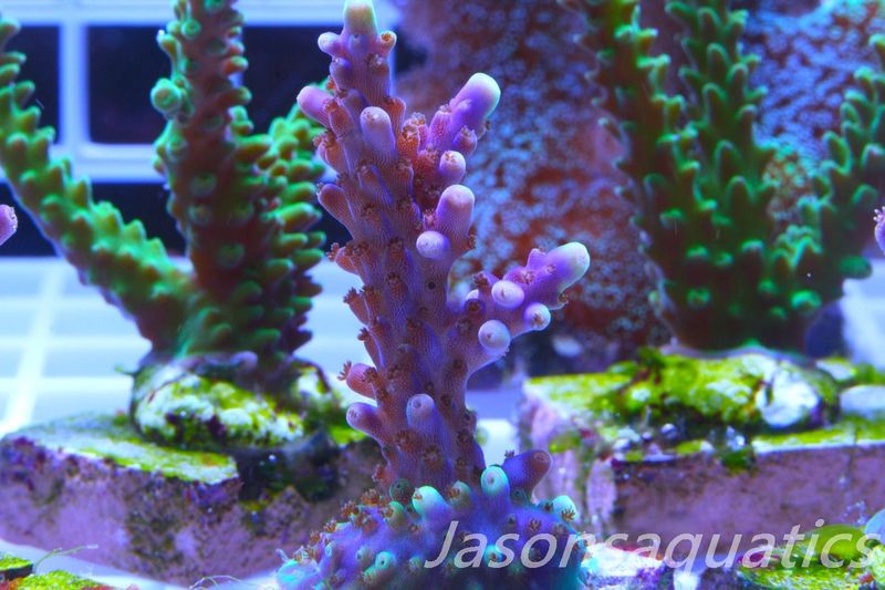 Acropora Nana, Deep Purple Acro Frag B