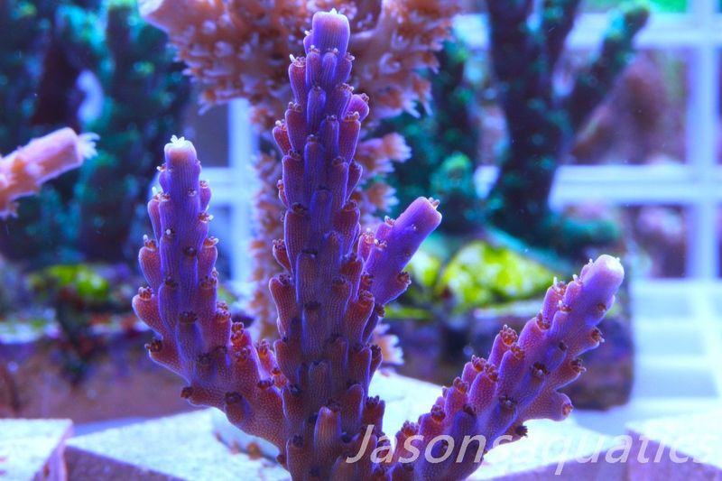 Acropora Nana, Deep Purple Acro Frag B