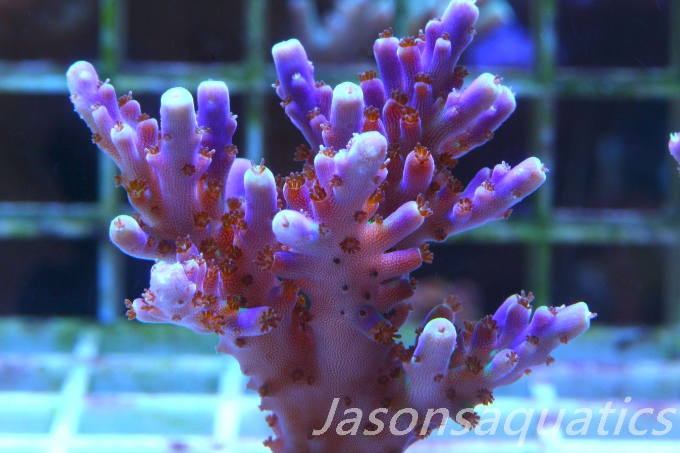 Acropora Nana, Deep Purple Acro, large frag. Frag C Acropora Nana, Deep Purple Acro, large frag. Frag C
