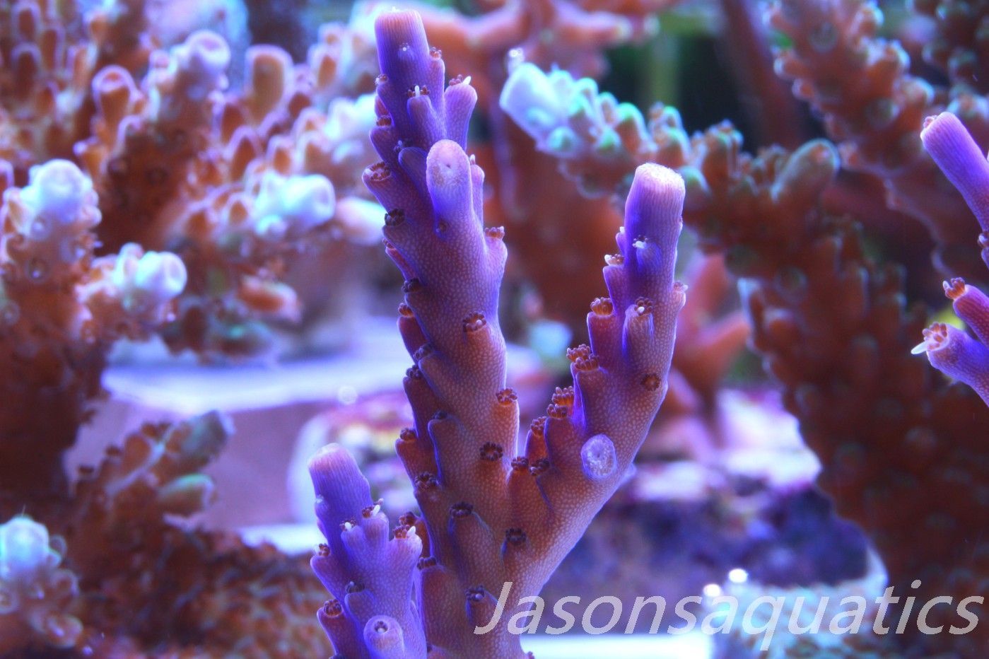 Acropora Nana, Deep Purple Acro, Frag C