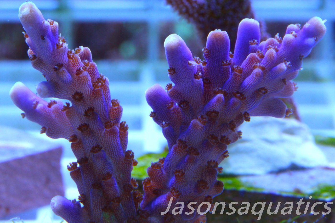 Acropora Nana, Deep Purple Acro, Frag C Acropora Nana, Deep Purple Acro, Frag C