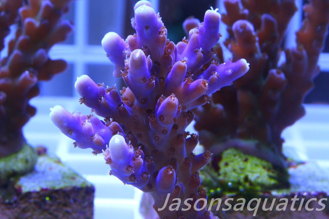 Acropora Nana, Deep Purple Acro, Frag C Acropora Nana, Deep Purple Acro, Frag C